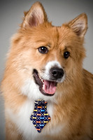Pet Portraits